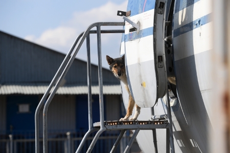 В Думе предложили сделать нормы воздушной перевозки животных более лояльными