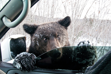 Медведи в Даутском заказнике Карачаево-Черкесии вышли из спячки из-за аномально теплой зимы