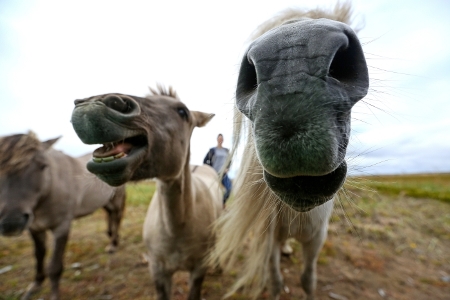 В Томской области ребенка покусал конь