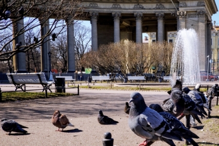 Власти Петербурга просят горожан помочь в наблюдении за птицами