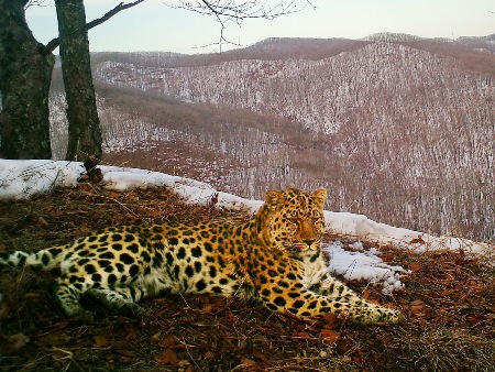 Фильм о сохранении дальневосточного леопарда готовят к прокату в России