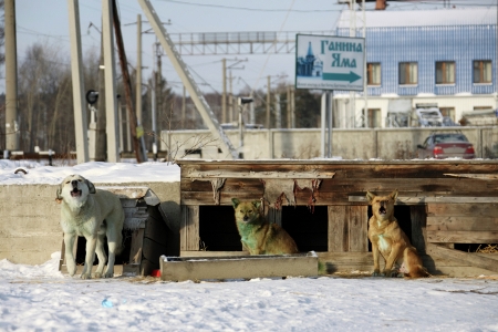 Погибшего мужчину с укусами собак обнаружили в Красноярске, это второй подобный случай за несколько дней