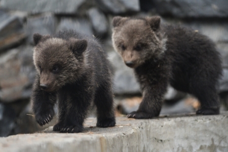 Троих медвежат-подкидышей приютили в иркутском приюте для собак