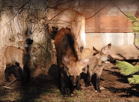 Гривистые волчата родились в Московском зоопарке