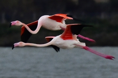 Розовые фламинго впервые прилетели в Севастополь