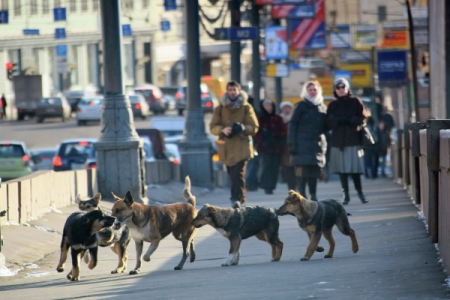 Режим ЧС объявлен в Красноярске из-за агрессивных бездомных собак
