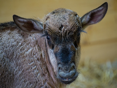 Новорожденную антилопу гну с острыми зубами выкармливают в зоопарке Казани