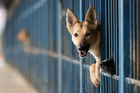 Зоозащитники просят ГП и СК наказать виновных в гибели собак из приюта под Тулой