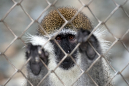 Сочинских обезьян могут использовать для испытания вакцины от коронавируса