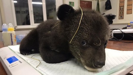 Гималайского медвежонка-сироту спасли в Приморье