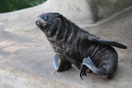 Зоопарк Калининграда не будет принимать тюленей из дикой природы в этом году