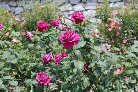 Около 400 сортов и видов роз покажут на выставке в Крыму