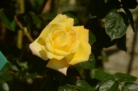 Около 400 сортов и видов роз покажут на выставке в Крыму