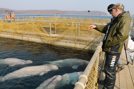 Главный тренер "китовой тюрьмы" демонстрирует журналистам вольер с белухами