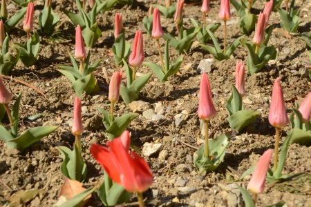 XII парад тюльпанов пройдет в Крыму в конце марта