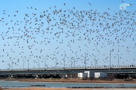 Экологи установили гнездовья для птиц рядом с мостом через Керченский пролив
