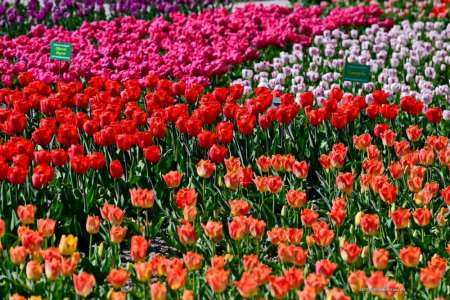 100 тыс. цветов высадили в Никитском ботаническом саду в рамках Парада тюльпанов
