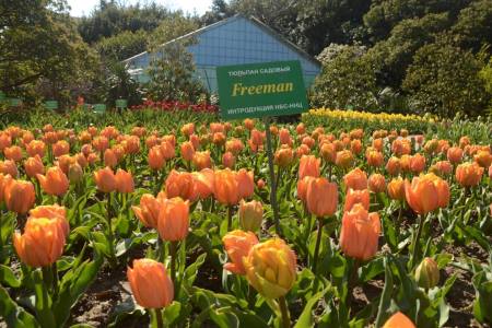 100 тыс. цветов высадили в Никитском ботаническом саду в рамках Парада тюльпанов