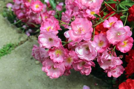 Выставка роз пройдет в июне в Никитском ботсаду в Крыму