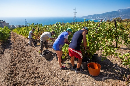 Около 80 тыс. тонн винограда планируют собрать в Крыму