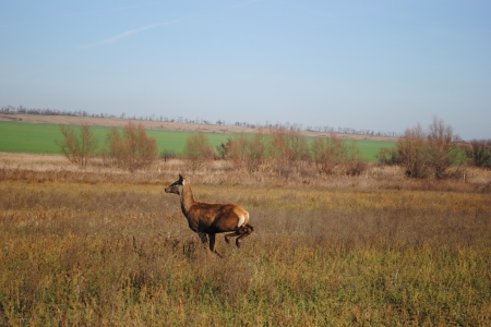 Около 20 оленей и ланей выпустят в дикую природную среду в Ростовской области до конца года