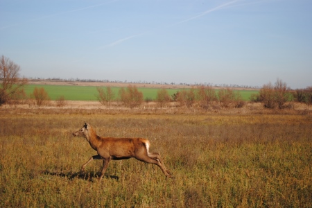 Около 20 оленей и ланей выпустят в дикую природную среду в Ростовской области до конца года
