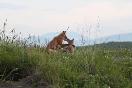 Двухлетние съемки документального фильма о лисах стартуют в Кроноцком заповеднике на Камчатке
