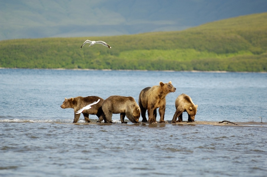 Медведи на Курильском озере, фото Игоря Шпиленока