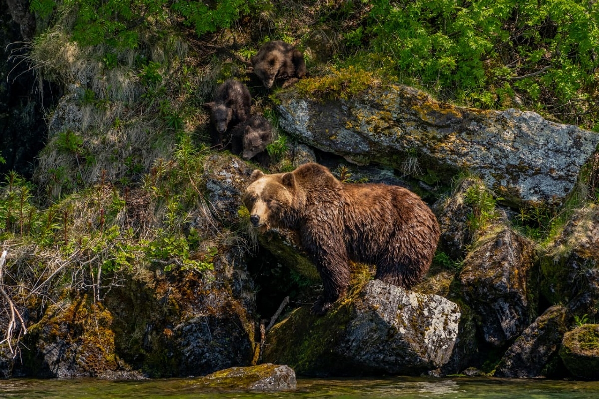 Специалисты Кроноцкого заповедника на Камчатке оценят влияние экотуризма на поведение медведей