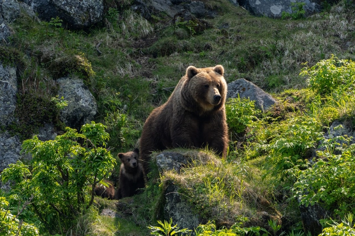 Специалисты Кроноцкого заповедника на Камчатке оценят влияние экотуризма на поведение медведей
