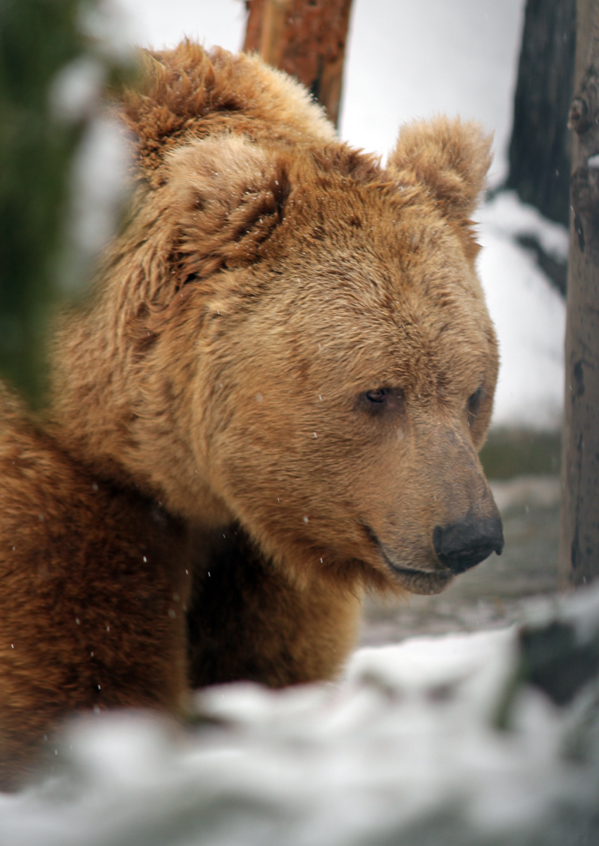 Фото пресс-службы Екатеринбургского зоопарка