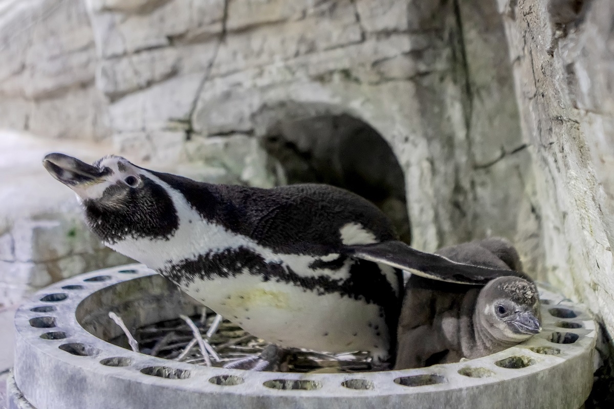 Восемь редких пингвинов Гумбольдта родились в Приморском океанариуме