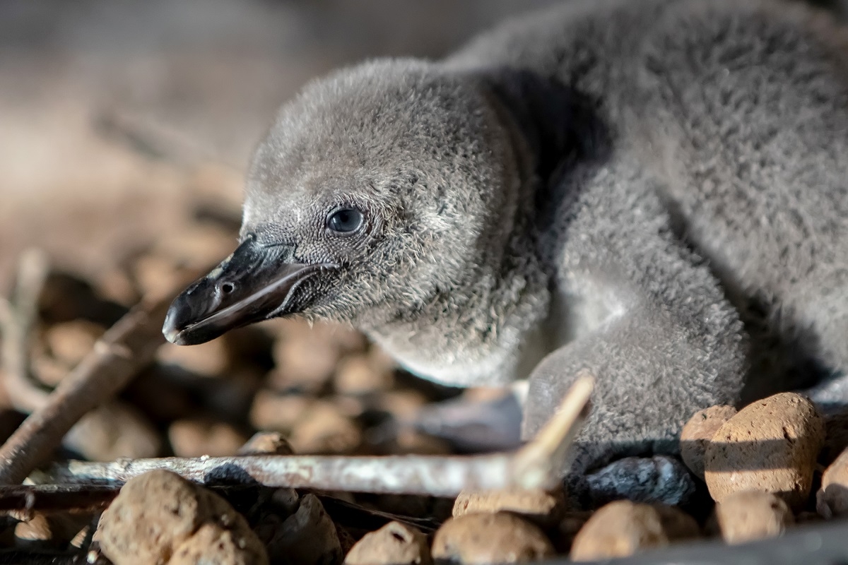 Восемь редких пингвинов Гумбольдта родились в Приморском океанариуме