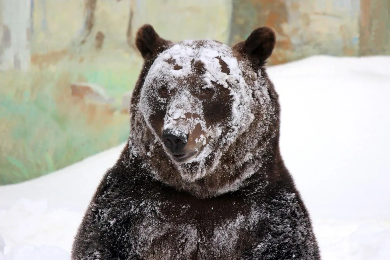 Фото зоопарка "Лимпопо"