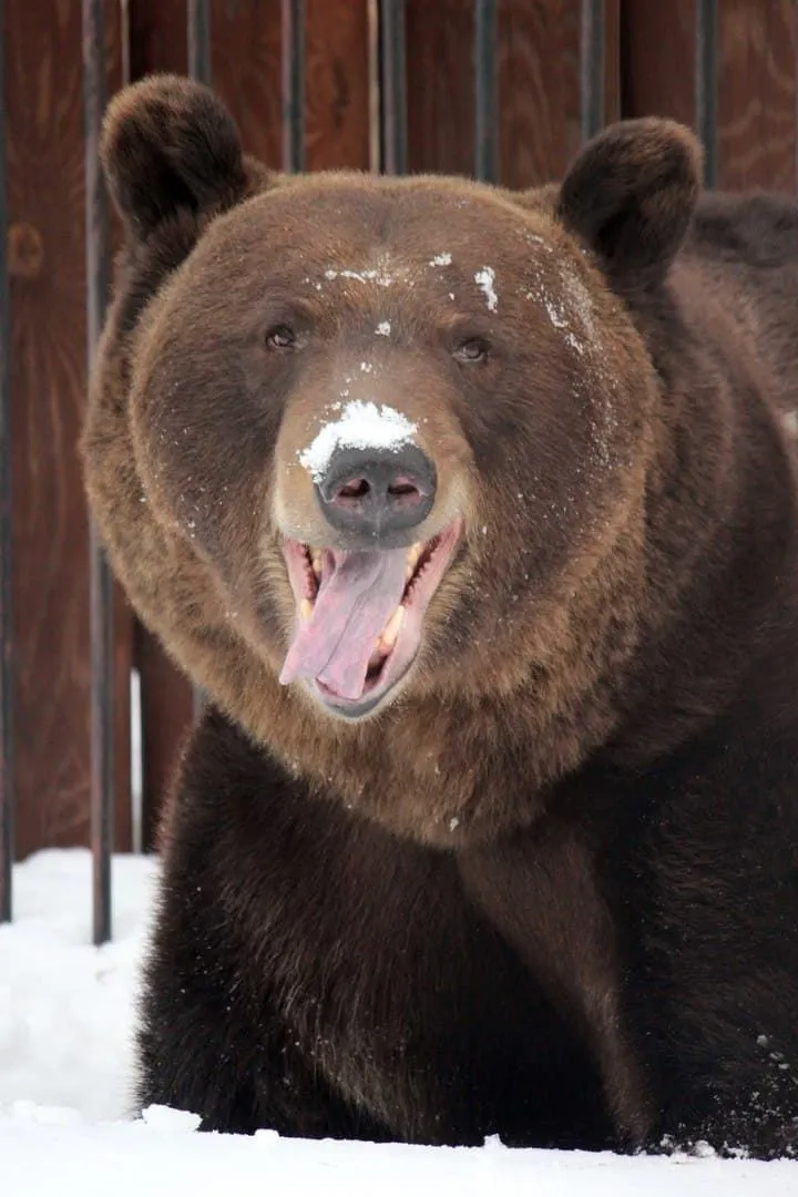 Фото зоопарка "Лимпопо"