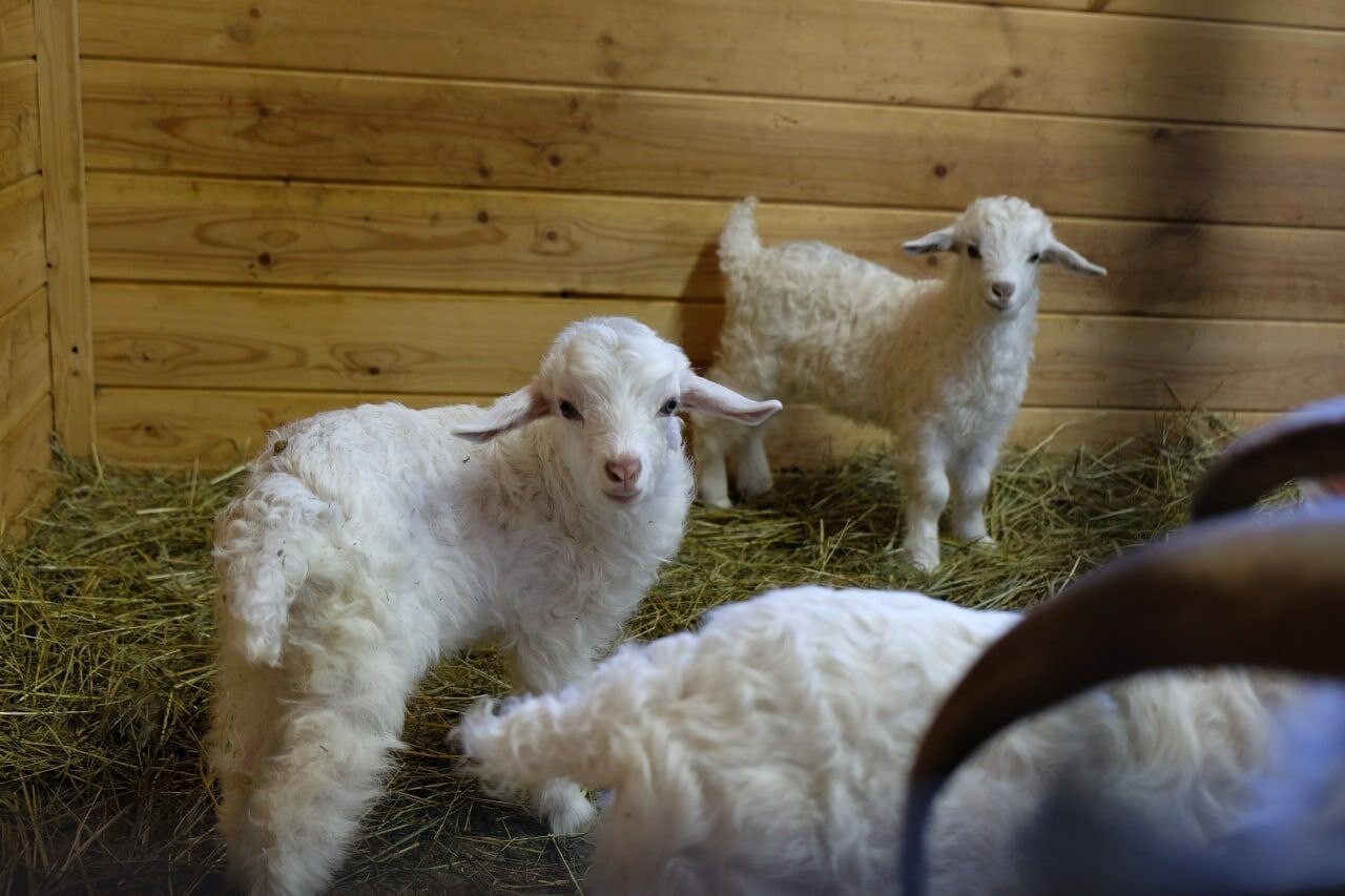 Семеро козлят родились в зоопарке Калининграда