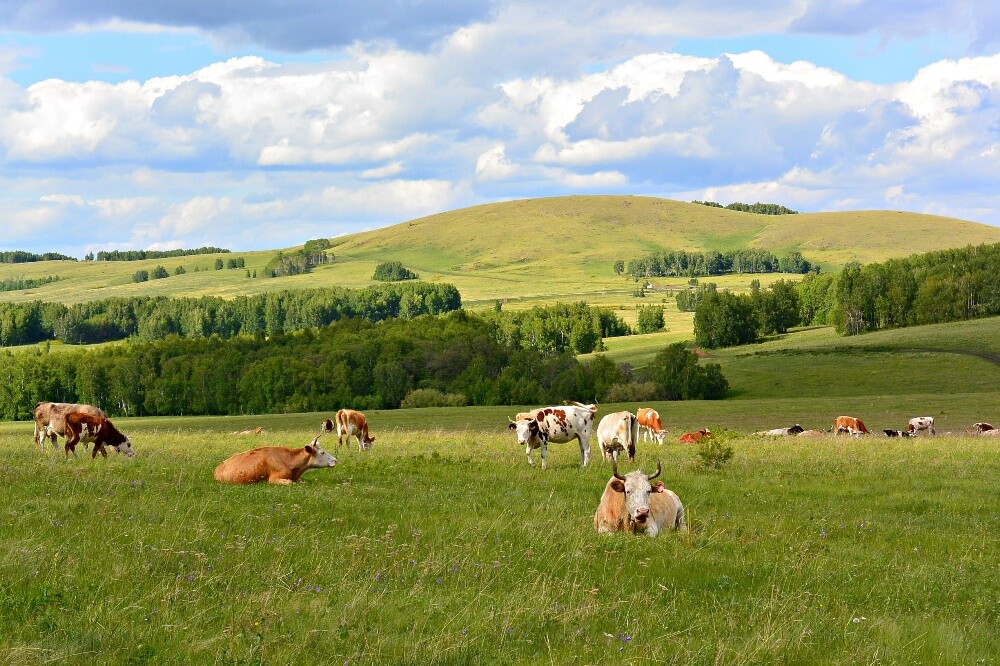 Жители иркутской Вихоревки купили своим коровам смарт-часы для отслеживания их местоположения
