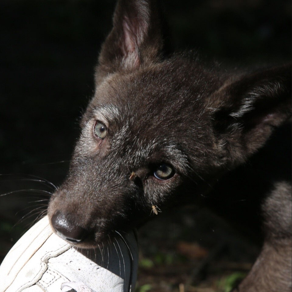 Волчата впервые родились в Белгородском зоопарке