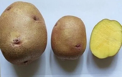 Сорт "Первомай"