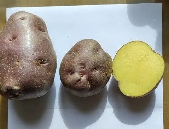 Сорт "Занла"