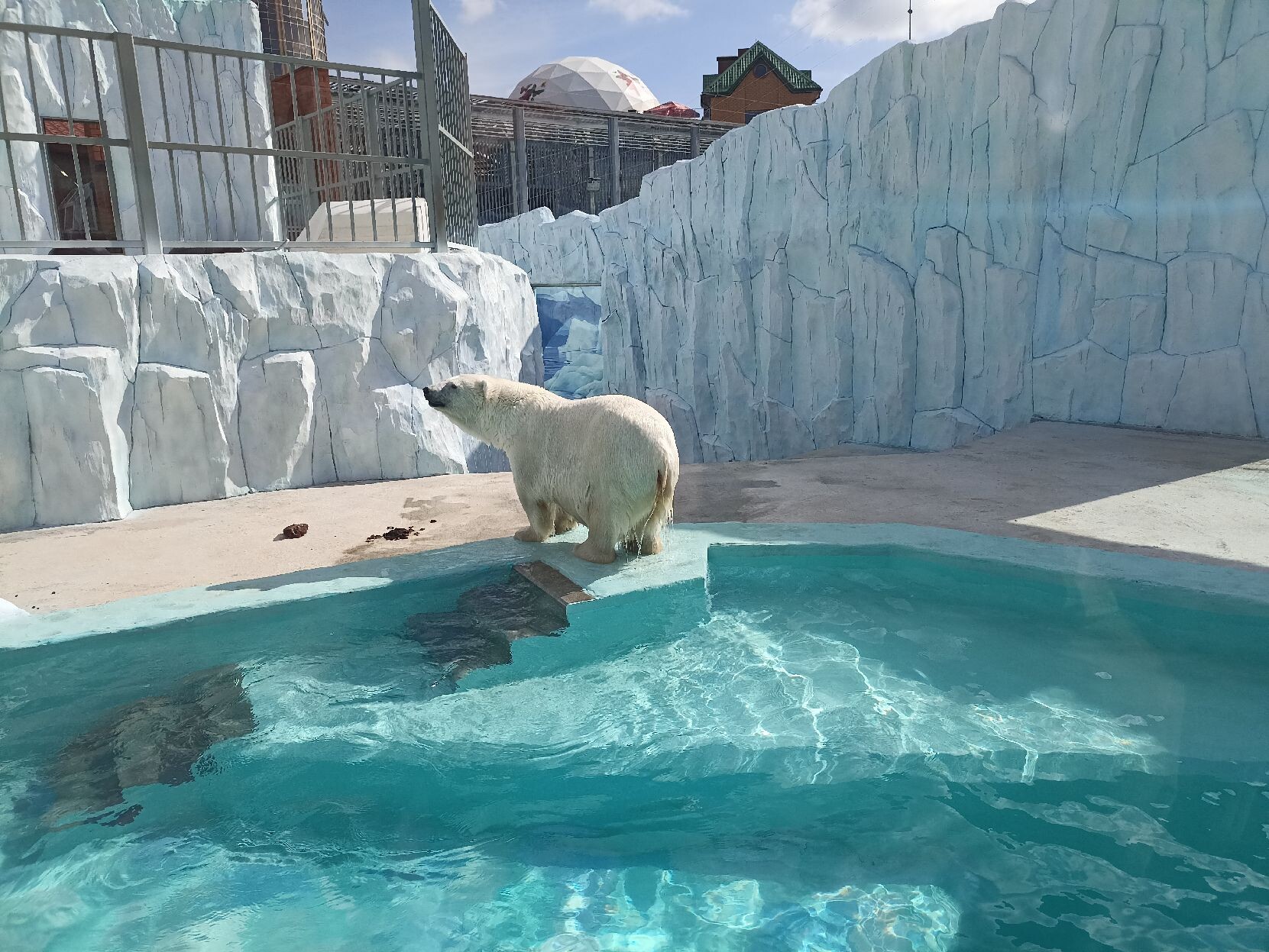 Новый вольер для белых медведей открыли в зоопарке Екатеринбурга