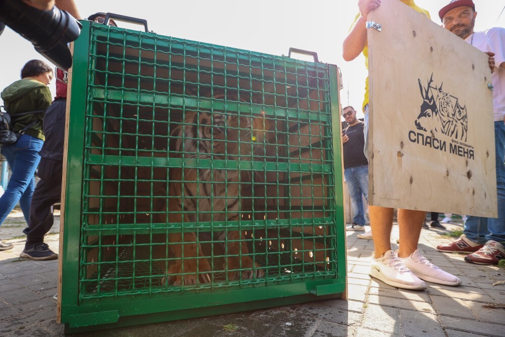 Тигр Гектор поселился в Центре реабилитации диких животных "Утес" в Хабаровском крае