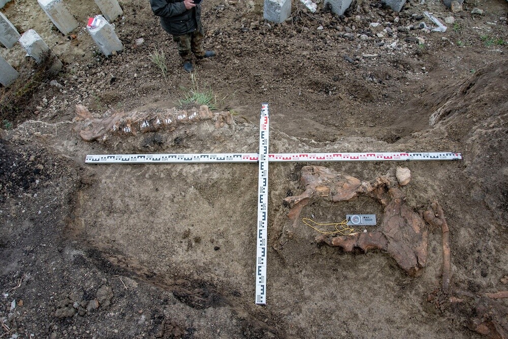 Строители в Пензе обнаружили кости древнего шерстистого носорога