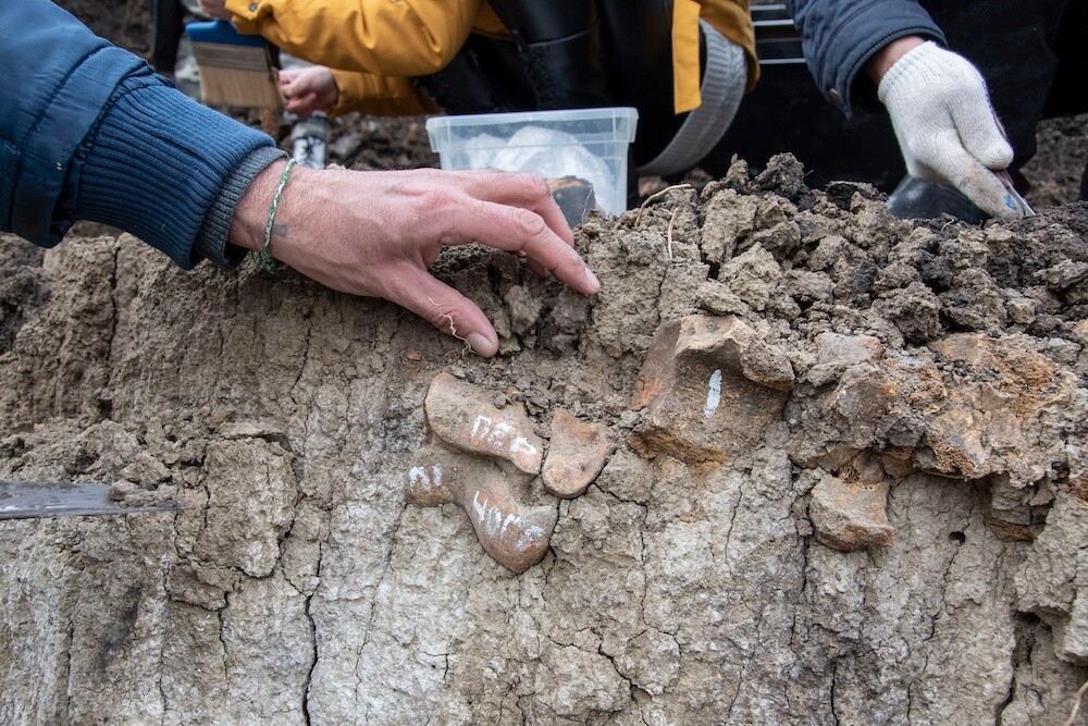 Строители в Пензе обнаружили кости древнего шерстистого носорога