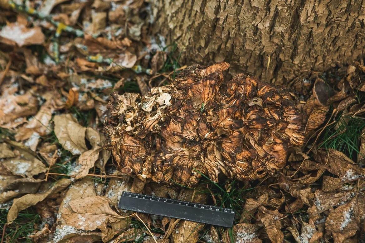 Редкий танцующий гриб обнаружили в нижегородском парке