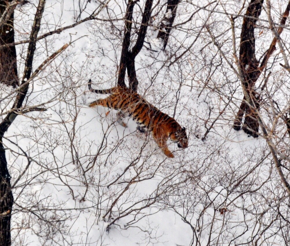 Новых леопарда и тигра нашли в Приморье во время авиаучета