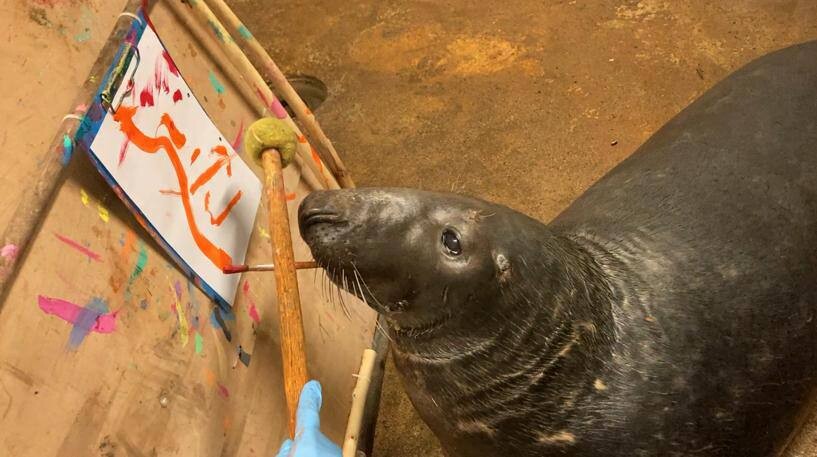 Тюлень в зоопарке Калининграда начал рисовать в технике импасто