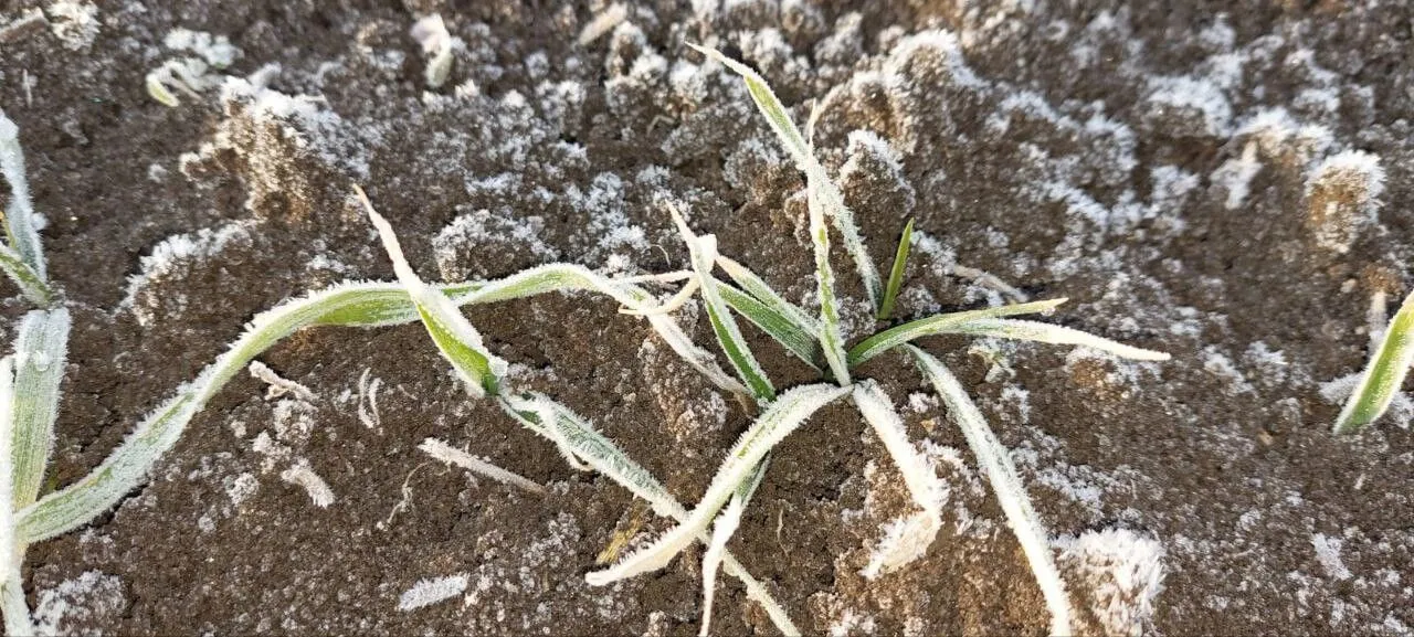 Ячмень раннеспелый Фокс 02. Автор: Анна Гонгало, ФГБУН "Научно-исследовательский институт сельского хозяйства Крыма"