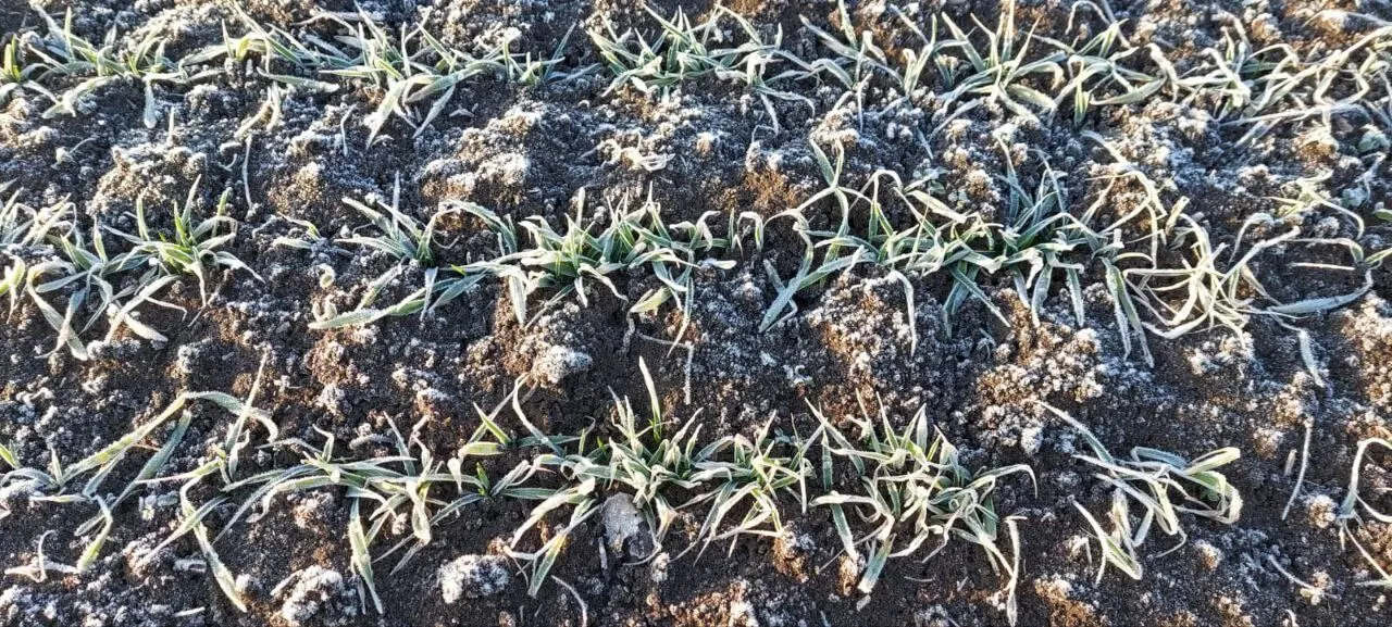 Ячмень сорт Валерий 01. Автор: Анна Гонгало, ФГБУН "Научно-исследовательский институт сельского хозяйства Крыма"