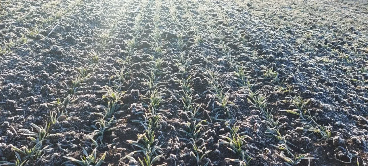 Ячмень раннеспелый Фокс 01. Автор: Анна Гонгало, ФГБУН "Научно-исследовательский институт сельского хозяйства Крыма"